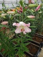 [4184 Prescott VH No01.JPG]